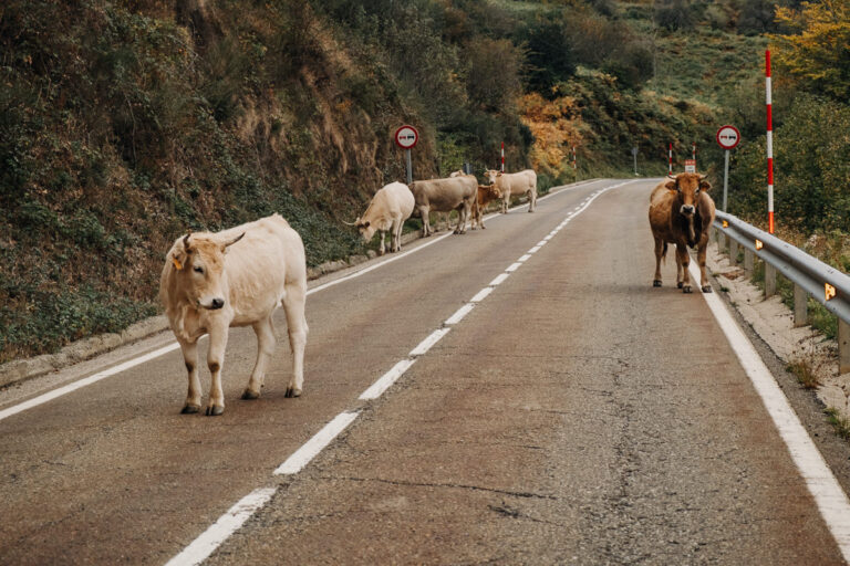Picos de Europa